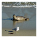 Zoek naar la californie posters Natuur