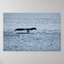 Zoek naar walvis staart posters Wild