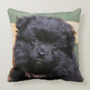Zoek naar spitz kussens Puppy