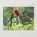 Zoek naar amazonië Vogel