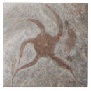 Zoek naar fossiel tegels Geologie