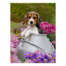 Zoek naar cute beagle puppy posters Dog