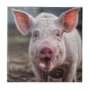 Zoek naar varkens tegels Zeug