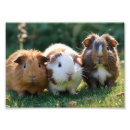 Zoek naar knaagdier posters Varkens