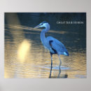 Zoek naar reigers posters Grote blauwe reiger