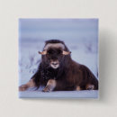 Zoek naar steve buttons Alaska