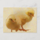 Zoek naar baby kuikens briefkaarten Geel