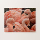 Zoek naar flamingo puzzels Dierenpuzzel