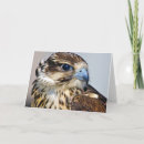 Zoek naar profiel kaarten Wild