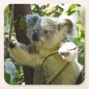 Zoek naar koala onderzetters Beer