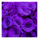 Zoek naar purper posters Bloem