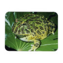 Zoek naar paard magneten Portret