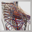 Zoek naar anatomie hart posters Rood