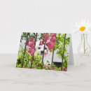 Zoek naar maltees kaarten Maltese hond