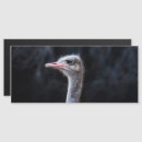 Zoek naar struisvogels uitnodigingen Schattig