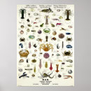 Zoek naar weekdier posters Schaaldieren