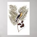 Zoek naar antiek vogel posters Voor hem/haar