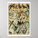 Zoek naar antiek vogels posters Frans