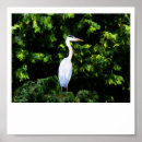 Zoek naar witte reiger posters Natuur