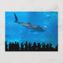 Zoek naar walvis haai briefkaarten Aquarium