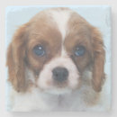Zoek naar cavalier king charles spaniel onderzetters Puppy