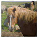 Zoek naar ijslands tegels Boerderij