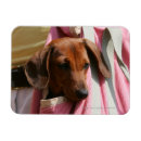 Zoek naar miniatuur magneten Puppies