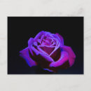 Zoek naar zwarte achtergrond briefkaarten Paars