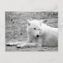 Zoek naar witte wolf briefkaarten Natuur
