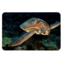 Zoek naar schildpad magneten Fotografie
