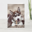 Zoek naar husky puppy kaarten Alaskanhond