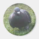 Zoek naar duiven magneten Veren