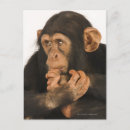 Zoek naar pan briefkaarten Close up