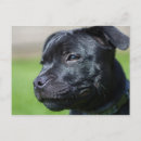 Zoek naar stafford briefkaarten Hond