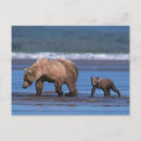 Zoek naar bruine beer briefkaarten Katmai national park