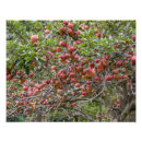 Zoek naar appelboom posters Vruchten