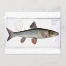 Zoek naar cyprinus posters Andreas ludwig