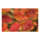 Zoek naar schoonheid in natuur posters Close up