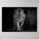 Zoek naar witte tijger kunst Natuur