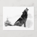 Zoek naar grijze wolf briefkaarten Winterwolf