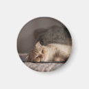 Zoek naar kitten magneten Natuur