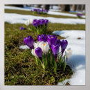 Zoek naar krokussen posters Bloemen