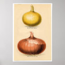 Zoek naar uien posters Botanisch