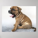 Zoek naar staffordshire bull terrier posters Pup