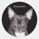 Zoek naar zwarte chihuahua stickers Schattig
