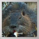 Zoek naar bever dier posters Dieren