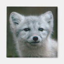 Zoek naar kitten magneten Natuur