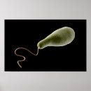 Zoek naar fotosynthese posters Wetenschap