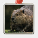 Zoek naar bever ornamenten Dier