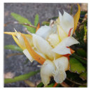 Zoek naar cactus tegels Bloesem